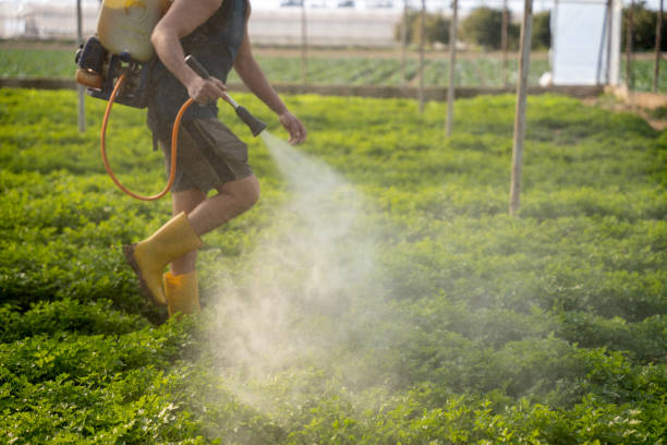 Best Affordable Pest Control Services  in Sa De Oro Mount Helix, CA